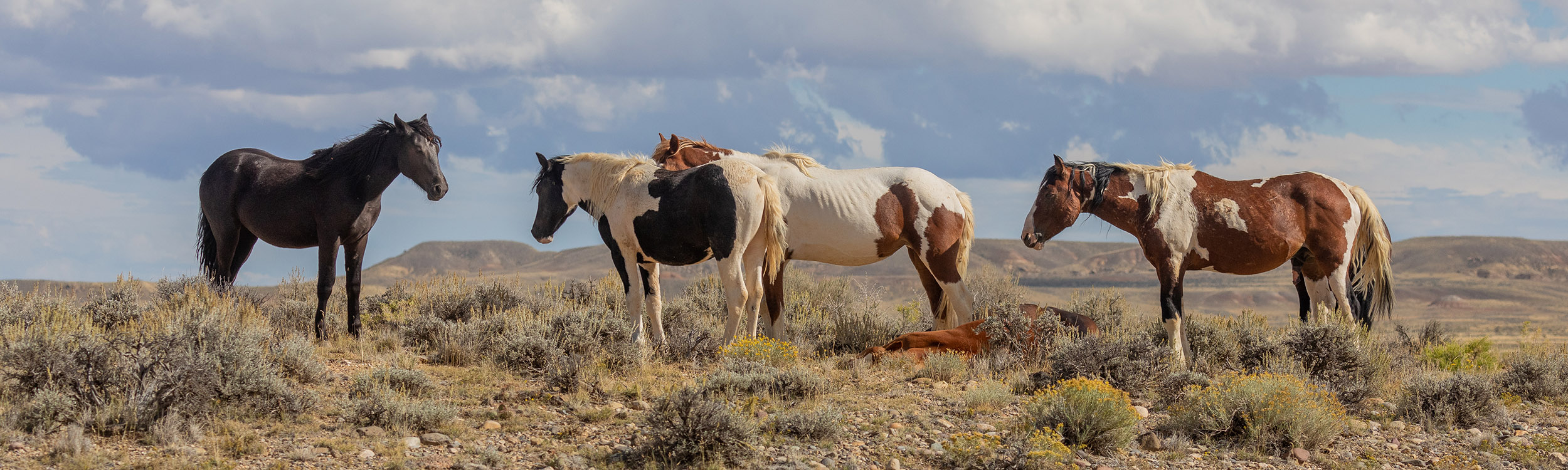 Feral horses in Wyoming - twildlife